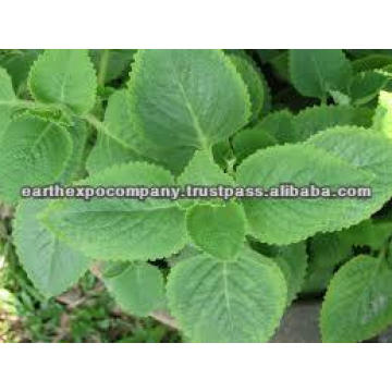 Spearmint exporter